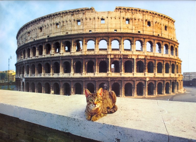 Kattene i Roma